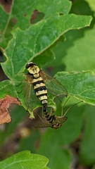 Chrysopilus ornatus