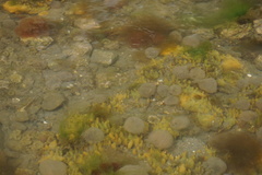 Abarenicola pacifica