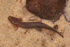 Necturus beyeri
