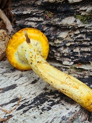 Pholiota adiposa