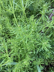 Gaillet gratteron (Galium aparine) — photo 3