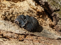 Camarops petersii