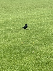 Corvus corone