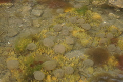 Abarenicola pacifica