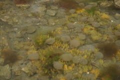 Abarenicola pacifica