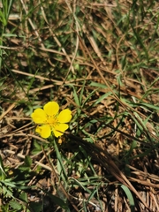 Potentilla reptans