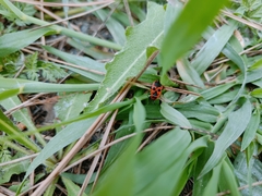 Pyrrhocoris apterus