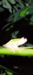 Hyla chinensis