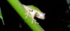 Hyla chinensis