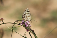 Melanargia