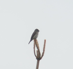Muscicapa sibirica
