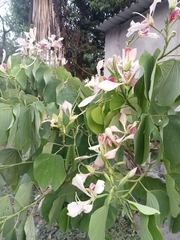 Bauhinia monandra