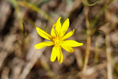 Microseris borealis