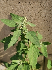 Chenopodium album