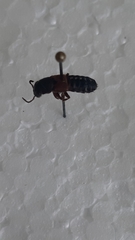 Staphylinus dimidiaticornis