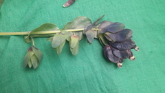 Cerinthe retorta