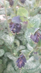 Cerinthe retorta
