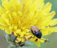 Cryptocephalus rugicollis