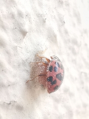 Dinocampus coccinellae