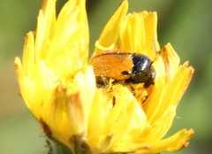 Cryptocephalus rugicollis