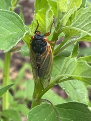 Magicicada septendecim