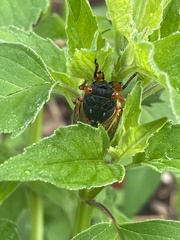 Magicicada septendecim