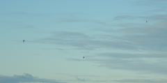 Aerodramus terraereginae