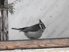 Lophophanes cristatus