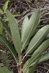 Pycnandra cylindricarpa