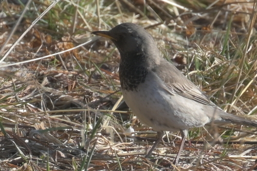 Black-throated Thrush (Turdus atrogularis), photo 9