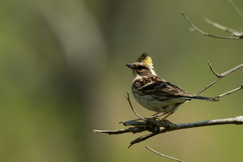 Yellow-throated Bunting