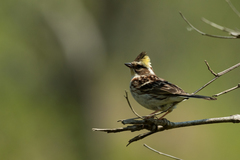 Yellow-Throated Bunting photo 5