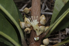 Pycnandra cylindricarpa