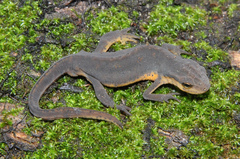Eastern Newt photo 2