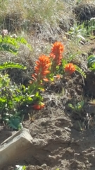 Castilleja litoralis