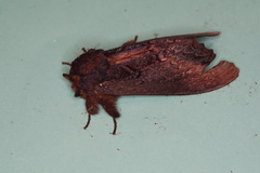 Hylaeora dilucida