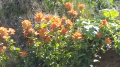 Castilleja litoralis