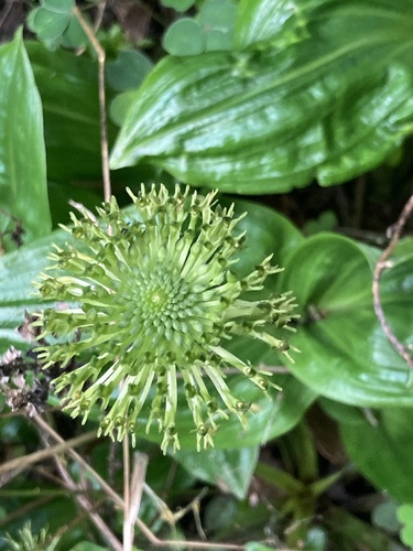 Malaxis excavata (Malaxis excavata)