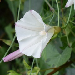 Calystegia occidentalis