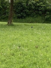 Turdus merula