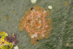 Phycopeltis