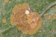 Phycopeltis