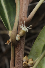 Pycnandra cylindricarpa