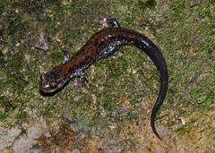 Plethodon ouachitae