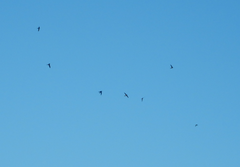 Aerodramus terraereginae