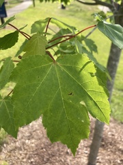 Acer rubrum