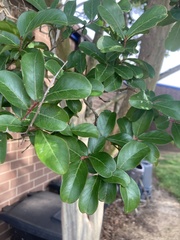 Lagerstroemia indica