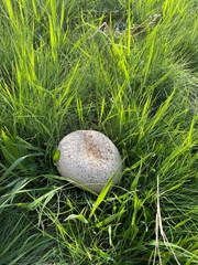 Bovistella utriformis