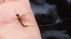 Rhithrogena semicolorata