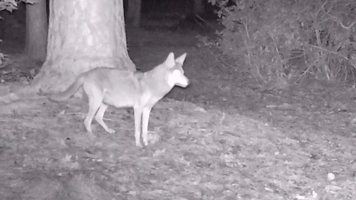 Coyote photographed in North Carolina